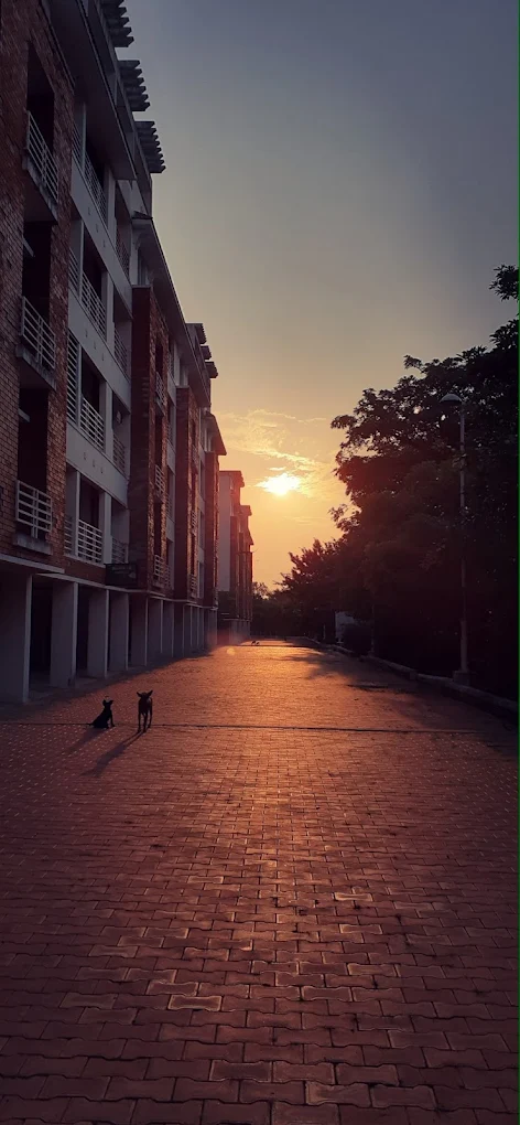 Golden sunset view down township road